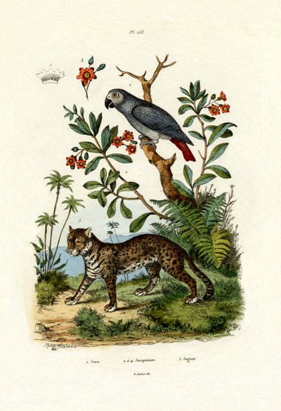 African Grey Parrot by French School